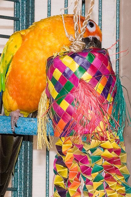 Petey the Sun Conure destroys a Parrot Pinata Octopus Petey the Sun Conure destroys a Parrot Pinata Octopus