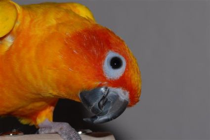 Petey the Sun Conure Parrot is back