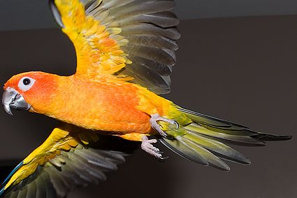 Petey the Sun Conure flying Petey the Sun Conure flying