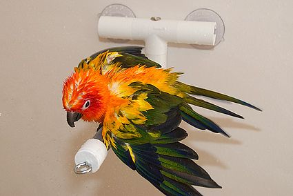 Petey the Sun Conure in the shower