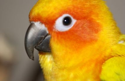 Close up of Petey the Sun Conure's beak Close up of Petey the Sun Conure's beak