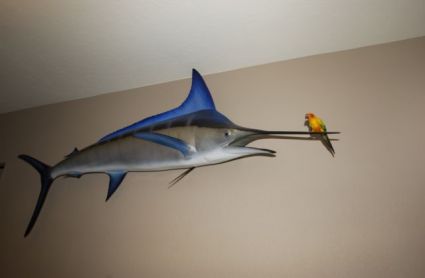 Petey the Sun Conure perched on a marlin Petey the Sun Conure perched on a marlin
