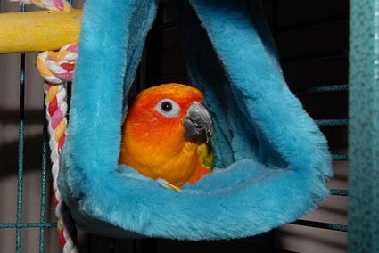Petey the Sun Conure in his Happy Hut