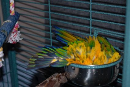 Petey the Sun Conure taking a bath