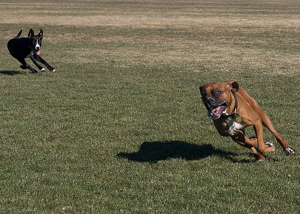 Tuxie the puppy loves to run a lot with Boxers