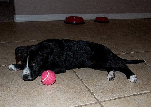 Tuxie the puppy with a pink tennis ball