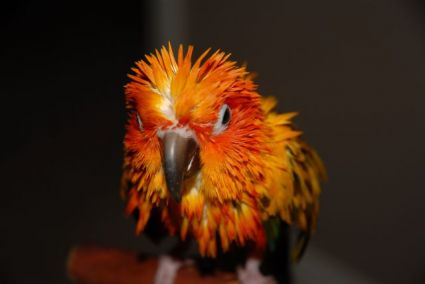 Petey the Sun Conure after a shower Petey the Sun Conure after a shower