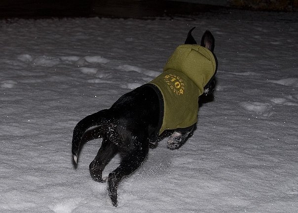 Tuxie the puppy playing in the snow