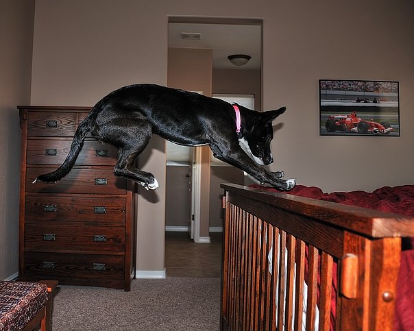 Tuxie the puppy jumping