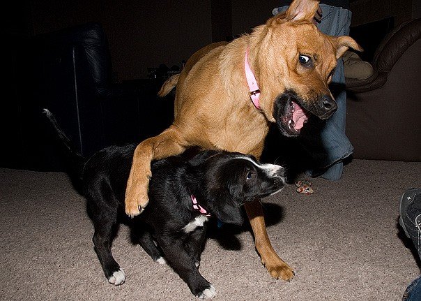 Tuxie the puppy playing