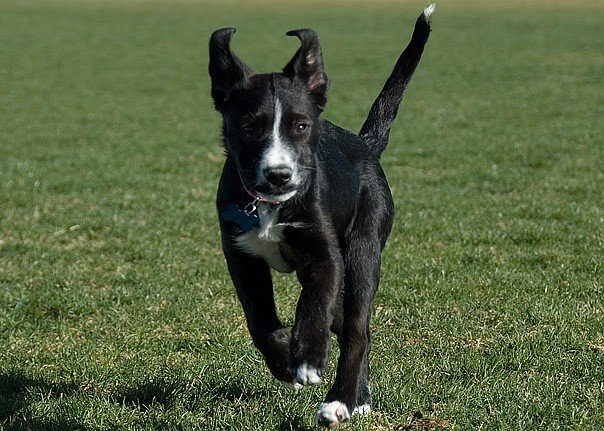 Tuxie the puppy running