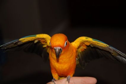 Petey the Sun Conure flapping wings Petey the Sun Conure flapping wings