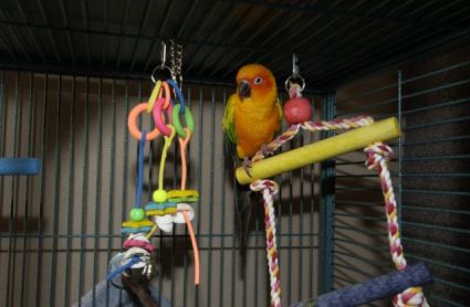 Petey the Sun Conure inside his cage