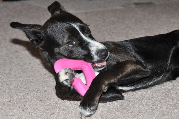 Tuxie the puppy with a heart