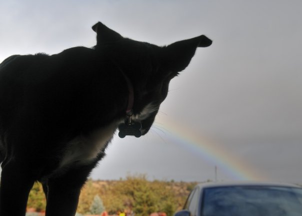 Tuxie the puppy with a rainbow