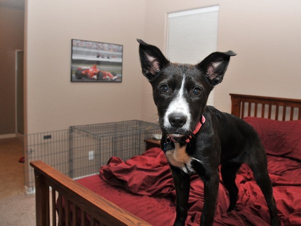 Tuxie the very cute puppy