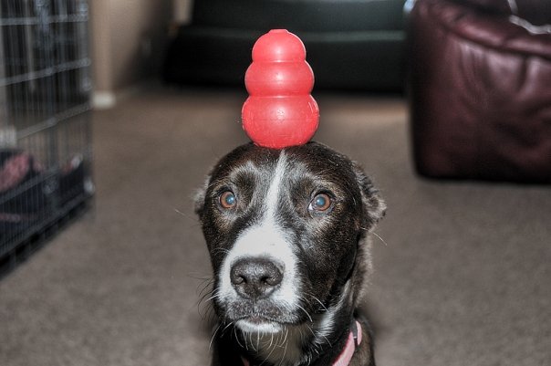 Tuxie with a Kong on her head