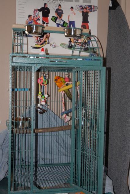 Petey the Sun Conure's Cage