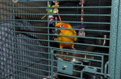 Looking in Petey the Sun Conure's cage