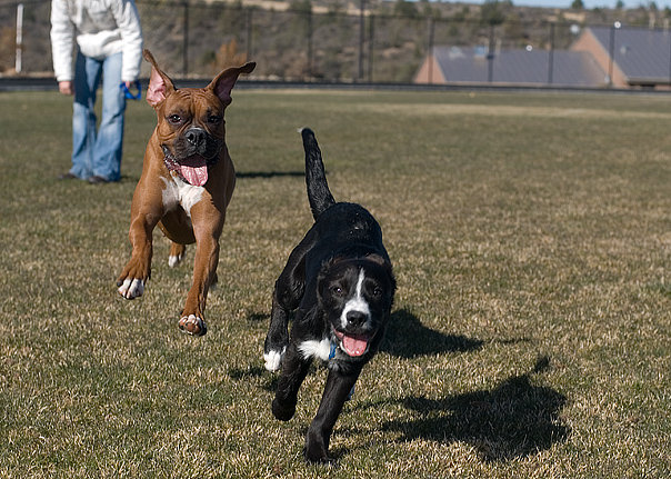 Tuxie the puppy playing with the Boxer