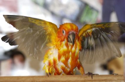 Petey the Sun Conure Spreading his wings after a bath