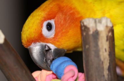 Petey the Sun Conure chewing on a toy