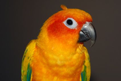 Petey the Sun Conure Parrot having a bad hair day Petey the Sun Conure Parrot having a bad hair day