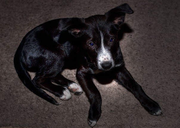 Tuxie the puppy