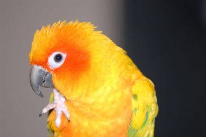 Petey the Sun Conure