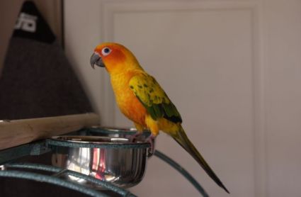 Petey the Sun Conure perched on his food bowl