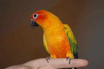 Petey perched on a finger