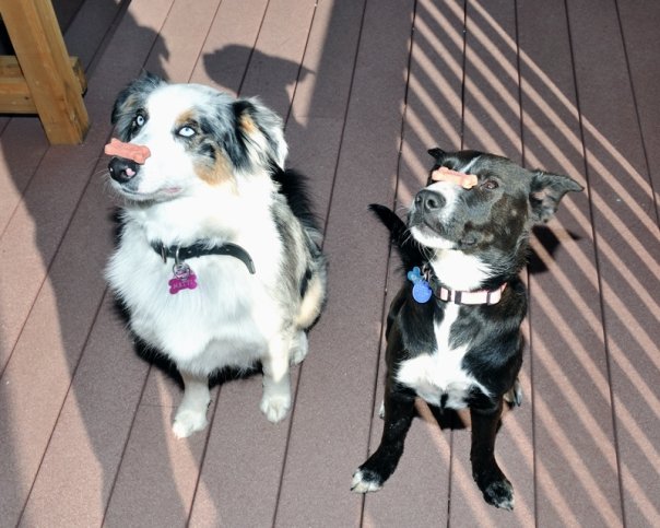 Tuxie the puppy and Mattie the Aussie balance treats on their noses
