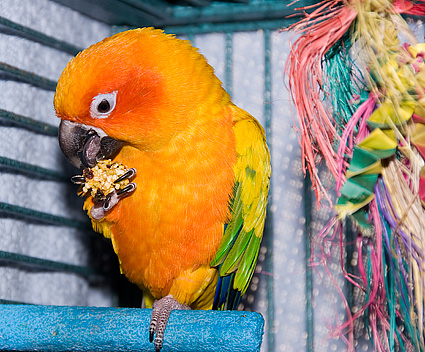 Petey the Sun Conure Parrot Eating Petey the Sun Conure Parrot Eating
