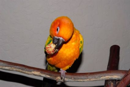 Petey the Sun Conure eating Petey the Sun Conure eating