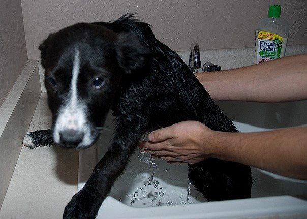 Tuxie the puppy getting a bath