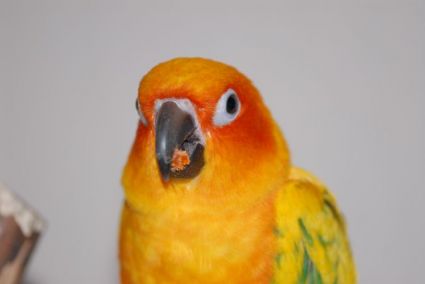 Petey the Sun Conure eating papaya
