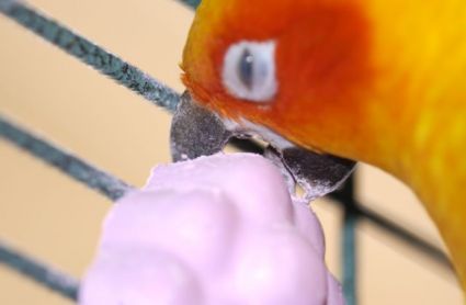 Petey the Sun Conure working his beak on a mineral treat