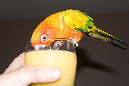 Petey the Sun Conure parrot drinking juice Petey the Sun Conure parrot drinking juice