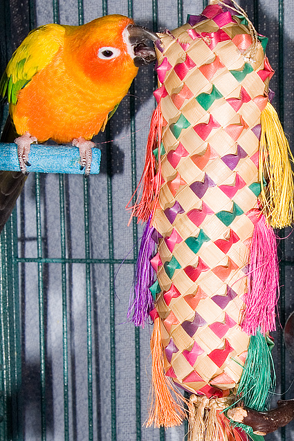 Petey the Sun Conure Parrot chewing on a Large Spiked Parrot Pinata