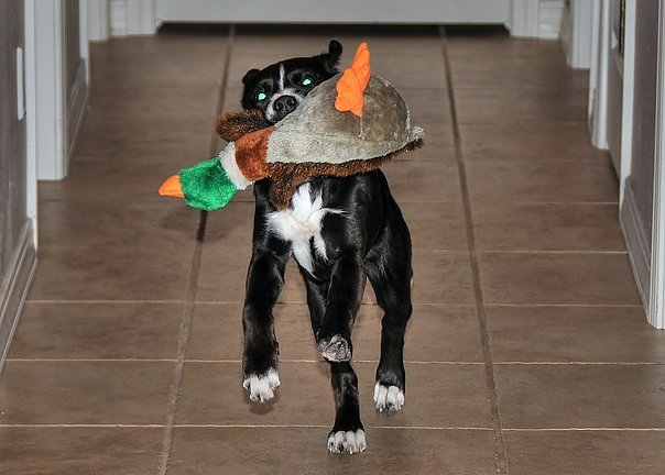 Tuxie the puppy fetching a duck
