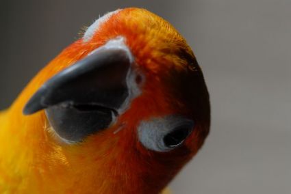 Petey the Sun Conure