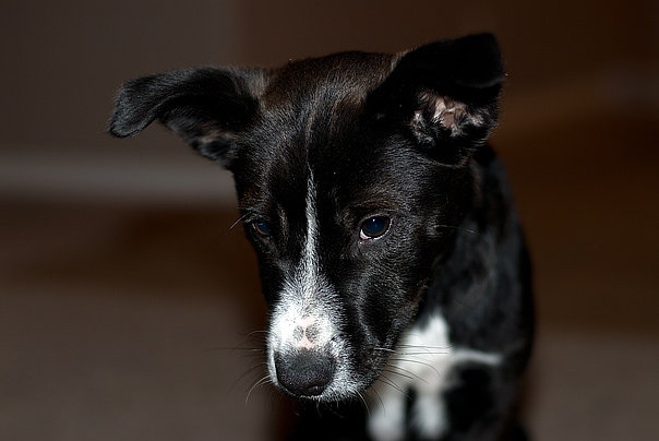 Tuxie and her puppy eyes and puppy face