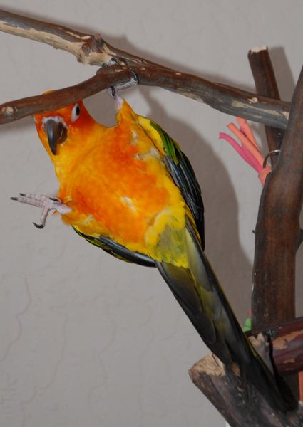 Petey the Sun Conure hanging by one leg