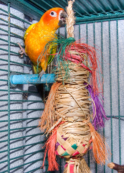 Petey the Sun Conure Parrot chewing on a Large Spiked Parrot Pinata that is almost gone