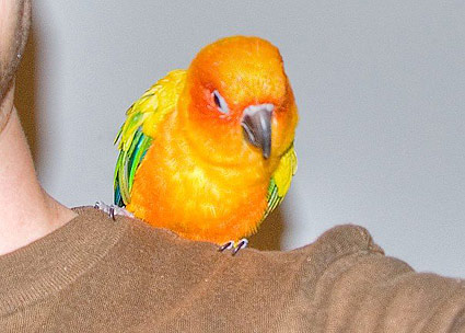 Petey the sun conure parrot Petey the sun conure parrot