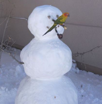 Petey the Sun Conure Parrot on a snowman