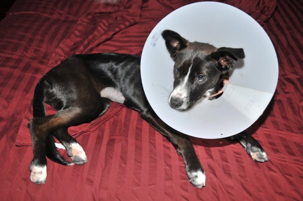Tuxie the puppy back from getting spayed with her cone