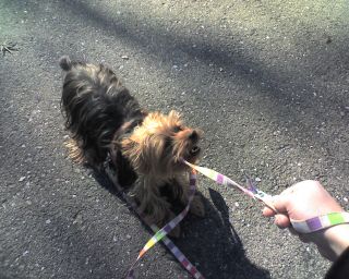 Lola the Yorkie and her leash