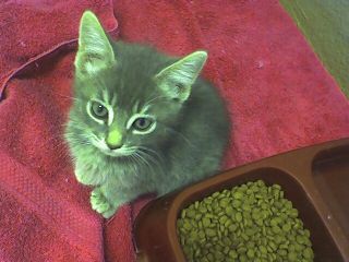 Kitten