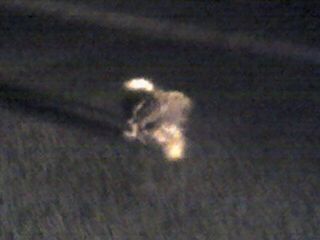 Porcupine